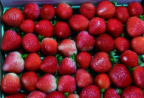 Strawberry_0036