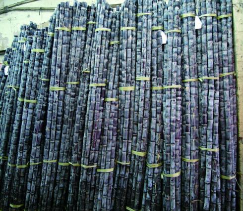 Sugar Cane_1706